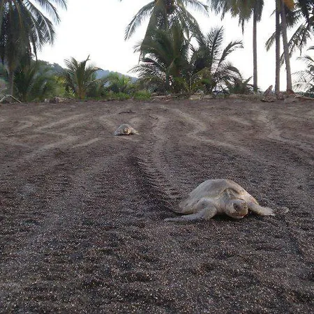 Corozalito Turtle Lodge