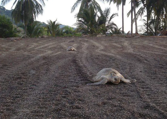 Bed & Breakfast Turtle 3*