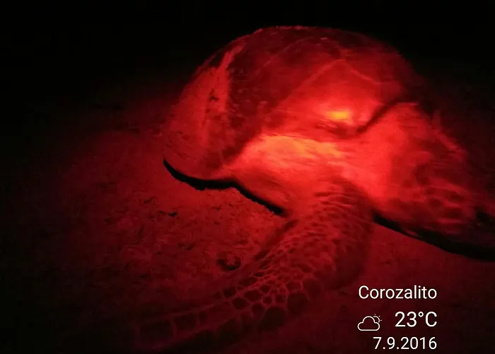 Turtle 3* Corozalito