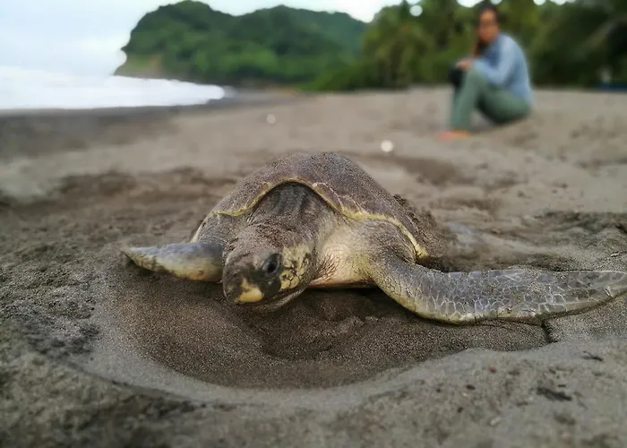 Turtle