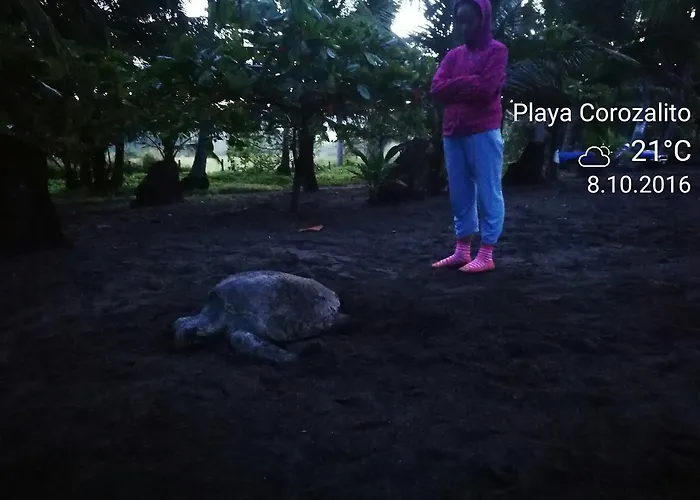 Turtle Corozalito